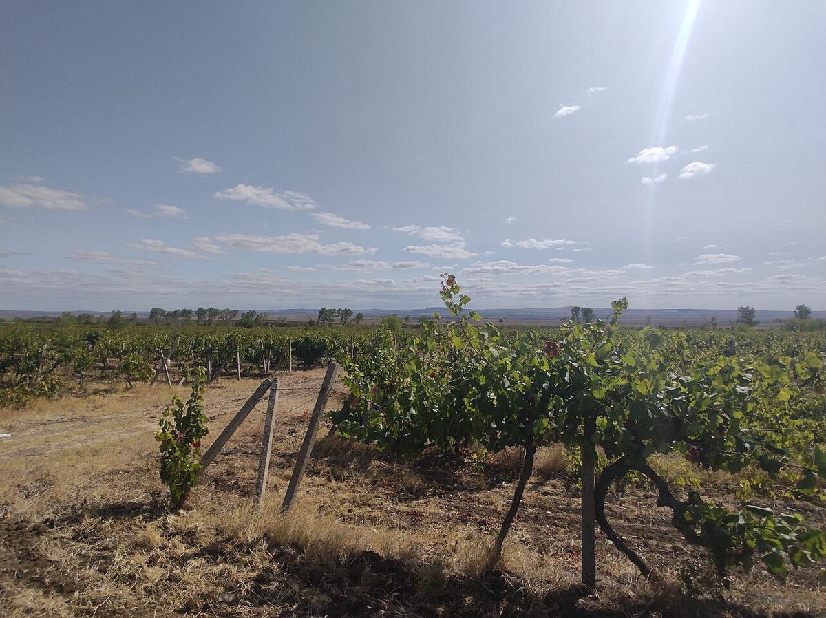 Лозе в равнината край Бургас под широко небе