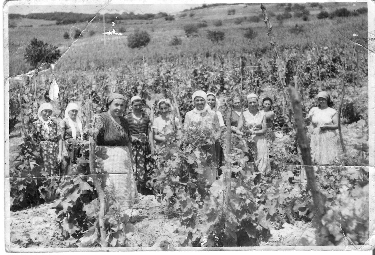 Черно-бяла снимка на жени, работещи в лозе край Оброчище през 1957 г.